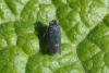 Euscelis sp.